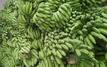 Những điều cần lưu ý khi xuất khẩu chuối sang Trung Quốc