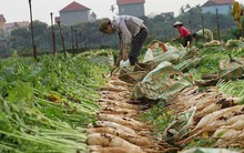 Củ cải, rau… nhổ bỏ: Vì sao?