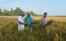 Mất mùa lúa lai, nhiều nông dân thua đau đúng lúc giá lúa đang cao