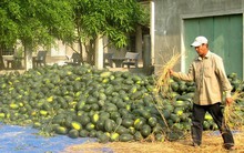 Giá dưa hấu tăng cao, người trồng lãi to