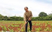 Đắk Lắk bỏ nghệ đầy đồng vì giá xuống thấp