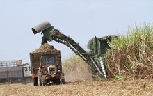 Cho phá sản hay tiếp tục “cho thở máy” hàng loạt nhà máy mía đường?