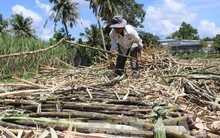 Mía đường trước áp lực khủng hoảng 'thừa mà thiếu'