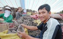 Giá khoai lang Nhật tăng cao, thương lái lùng mua khoai non