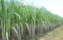 Tổ chức Mía đường Quốc tế: Không nên quá kỳ vọng giá đường sẽ tăng