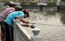 Kênh Nhiêu Lộc - Thị Nghè đen ngòm, cá nổi dày đặc người dân vô tư đứng câu