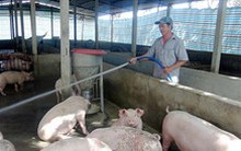 Giá heo hơi bật tăng