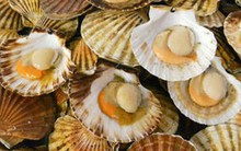 Sản lượng sò điệp dự báo tăng mạnh, gây áp lực lên giá