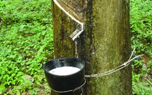Nhu cầu lốp xe và giá dầu thô cao sẽ giúp thị trường cao su "nóng" trở lại