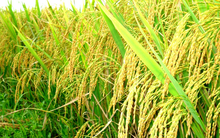 Phân bón Bình Điền (BFC) lãi trước thuế hơn 51 tỷ đồng trong quý 1, mục tiêu quý 2 lãi 145 tỷ đồng