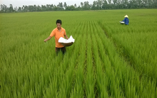 Hóa chất Lâm Thao (LAS): Giảm 15 tỷ đồng LNST sau kiểm toán, mục tiêu lãi trước thuế 220 tỷ đồng năm 2017