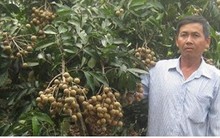 Lãi 2 tỷ đồng mỗi năm nhờ trồng nhãn