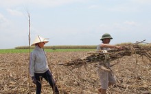Nhà máy chậm thu mua mía, nông dân “ngồi trên đống lửa”