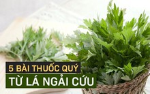 Ngải cứu được xem là 'thảo dược quý' trong sách cổ: 5 cách dùng hiệu quả bạn nên tham khảo