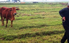 Vụ thu phí trâu, bò gặm cỏ: Yêu cầu trả lại cho dân trước ngày 30-4