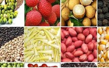 Tăng cường kết nối cung cầu giúp nông sản Việt đỡ “bí” đầu ra