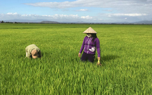 Hóa chất Lâm Thao (LAS) báo lãi trước thuế gần 40 tỷ đồng quý 1, giảm 28% so với cùng kỳ