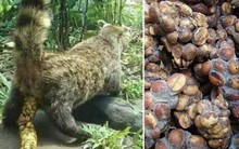 Cafe chồn ngon và đắt nhất thế giới nhưng nghe xong câu chuyện tàn nhẫn này, bạn có còn muốn uống nữa không?