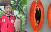 Hồng xiêm ruột đỏ Thái Lan khổng lồ giá đắt gấp 30 lần Việt Nam gây "sốt" thị trường