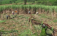 Người dân Ninh Thuận phá bỏ cây mía vì lợi nhuận thấp