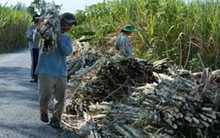 Chủ tịch Hiệp hội Mía đường: Đề xuất tăng thuế tiêu thụ đặc biệt đối với nước ngọt tạo áp lực lên ngành đường