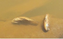 Nước sông Cu Đê lại chuyển màu đỏ do ô nhiễm