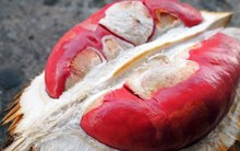 Sầu riêng ruột đỏ như gấc giá 1 triệu đồng/cây vẫn “cháy hàng”
