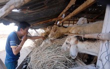 Mới đầu hạn, cừu đã chết hàng loạt