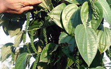Mạo hiểm trồng tiêu giống mới, nông dân Bình Phước hy vọng bội thu