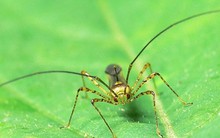 'Siêu' bọ xít khiến nhiều nhà máy điều... đóng cửa