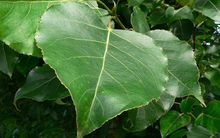 CTCK nhận định thị trường 06/04: Tập trung thêm vào nhóm Mid cap có kỳ vọng kết quả kinh doanh tốt trong quý 1