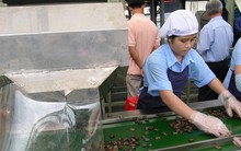 Vỏ hạt điều sẽ bị đánh thuế 2 lần?