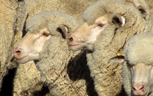 Australia bị sốc vì cái chết của 2.400 con cừu