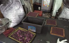 Thuốc trị ung thư làm từ... bột than tre