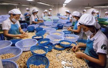 Thiếu nguyên liệu điều trầm trọng