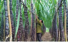 Ngành mía đường lao đao vì tồn kho và đường lậu