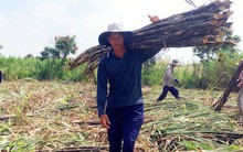 Đường tồn kho hơn 680.000 tấn, giá mía giảm mạnh