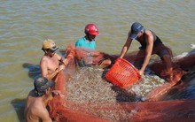 Hàn Quốc cảnh báo tôm Việt Nam có chất cấm