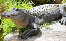 [Quy tắc đầu tư vàng] Cá sấu có thể dạy điều gì trong đầu tư chứng khoán?