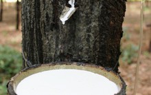 Giá mủ cao su tăng