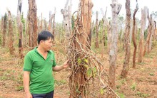 Gia Lai: 6.500 hộ dân đổ nợ vì hồ tiêu