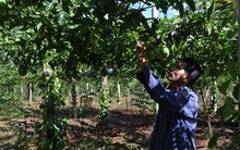 Niềm tin... chanh dây khi cây hồ tiêu chết hàng loạt