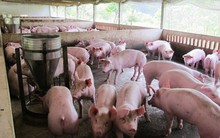 Ngân hàng đã "gỡ khó" cho người nuôi lợn thế nào?