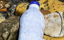 Chai nước cứu cả thế giới: tan trong nước biển sau 3 tuần, cá ăn vào cũng chẳng làm sao