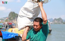 Ảnh: Mưu sinh bên bờ Vịnh trong nắng nóng như đổ lửa