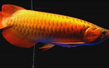 Cá rồng huyết long có gì đặc biệt khiến đại gia Hà Nội chi bạc triệu mua về nuôi chơi?