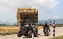 Giá tăng cao, 1 sào rơm = 80kg lúa!