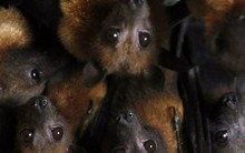 Virus chết người Nipah đang có nguy cơ bùng phát quy mô lớn