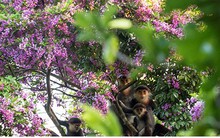 Ảnh: Bán đảo Sơn Trà nhuộm tím hoa sưa