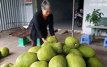 Giá mít giảm mạnh khiến nhà vườn khốn đốn